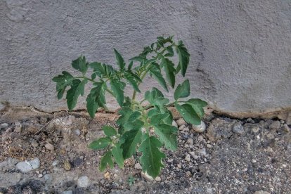 El pom d'una porta, una abella en una flor, una mà,...