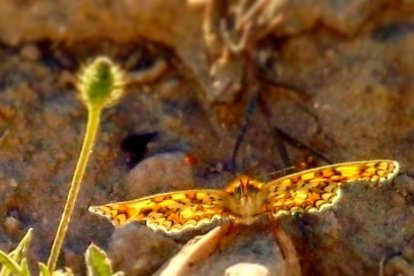 Pere Jaume Roca Niñá