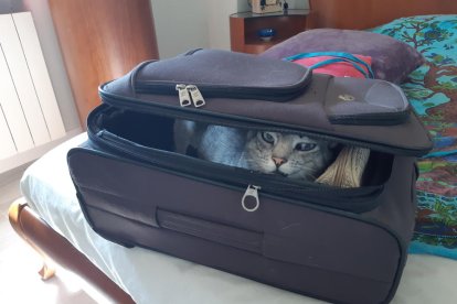 María Dolors Carrera Torremorell