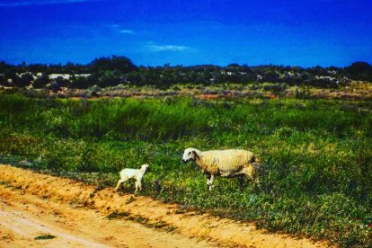 Pere Jaume Roca Niñá