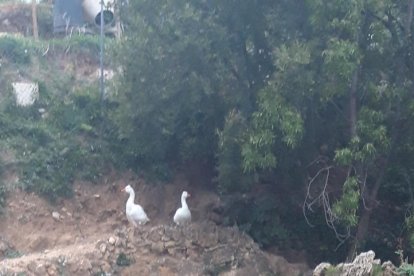 Felicita els teus familiars i amics pel seu aniversari, sant, casament enviant fotos a cercle@segre.com