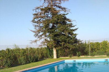 Violant Trilla Martinoli