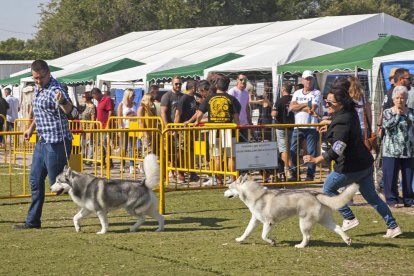 Las exhibiciones ecuestres y de cetrería hicieron las delicias del público en el camping municipal.