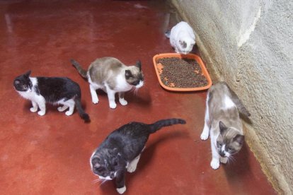 Vista d’alguns dels animals acollits per una veïna de Bellpuig en un local que té llogat.