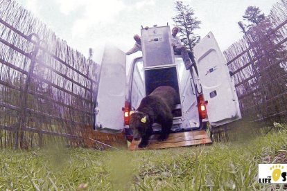 Goiat porta un un collar amb GPS i emissors de ràdio en cròtals.