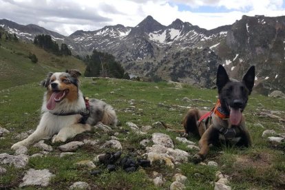 Goiat porta un un collar amb GPS i emissors de ràdio en cròtals.