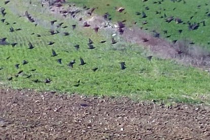 Reunión ayer en Belianes entre los alcaldes y la comunidad de regantes del Segarra-Garrigues.