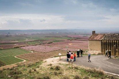 Aitona, Torres de Segre y Montoliu estrenan las rutas para ver los campos rosados