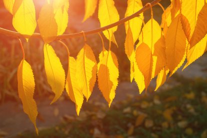 La boira, les fulles que cauen, els seus fruits... la tardor és una estació molt fotogènica.