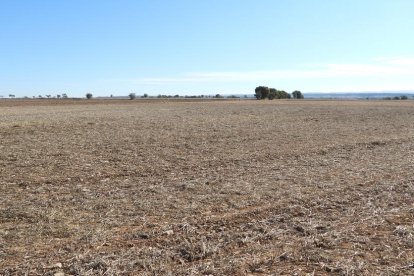 La boira, les fulles que cauen, els seus fruits... la tardor és una estació molt fotogènica.