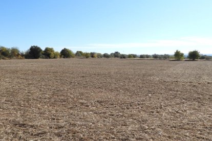 La boira, les fulles que cauen, els seus fruits... la tardor és una estació molt fotogènica.