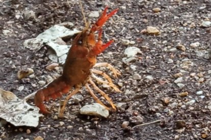 La boira, les fulles que cauen, els seus fruits... la tardor és una estació molt fotogènica.
