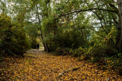 La boira, les fulles que cauen, els seus fruits... la tardor és una estació molt fotogènica.