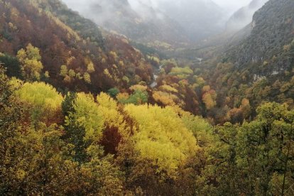 La boira, les fulles que cauen, els seus fruits... la tardor és una estació molt fotogènica.