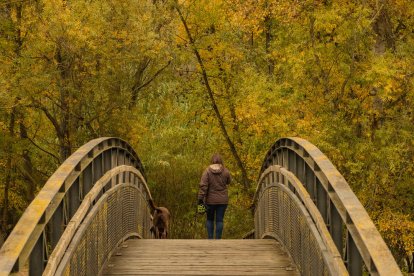 La boira, les fulles que cauen, els seus fruits... la tardor és una estació molt fotogènica.