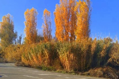 La boira, les fulles que cauen, els seus fruits... la tardor és una estació molt fotogènica.
