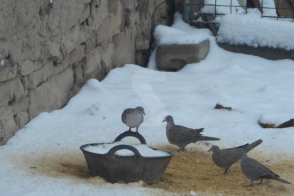 Nevada a Lleida del 9 de gener de 2021