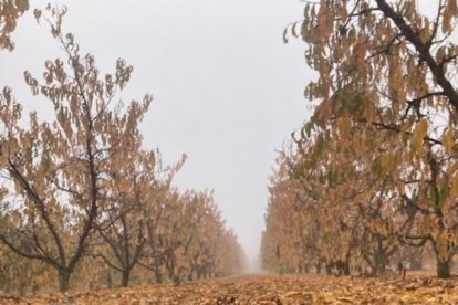 La boira, les fulles que cauen, els seus fruits... la tardor és una estació molt fotogènica.