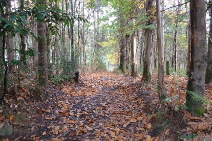 Manuel Fregola Navarro