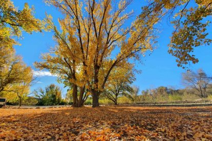 Esther Teixidó Masamunt