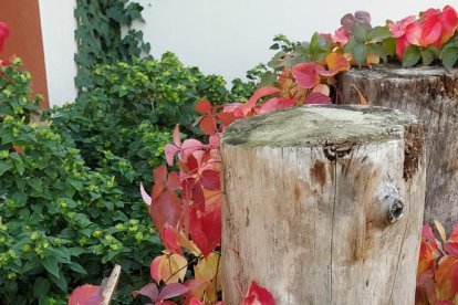 La boira, les fulles que cauen, els seus fruits... la tardor és una estació molt fotogènica.