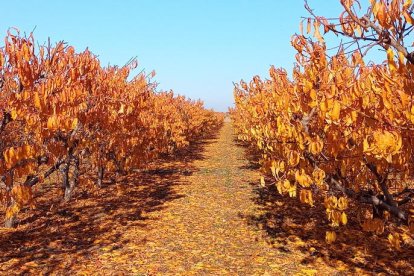 La boira, les fulles que cauen, els seus fruits... la tardor és una estació molt fotogènica.