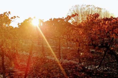 La boira, les fulles que cauen, els seus fruits... la tardor és una estació molt fotogènica.