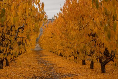 La boira, les fulles que cauen, els seus fruits... la tardor és una estació molt fotogènica.