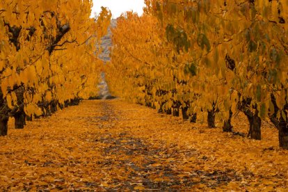 La boira, les fulles que cauen, els seus fruits... la tardor és una estació molt fotogènica.