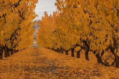 La boira, les fulles que cauen, els seus fruits... la tardor és una estació molt fotogènica.