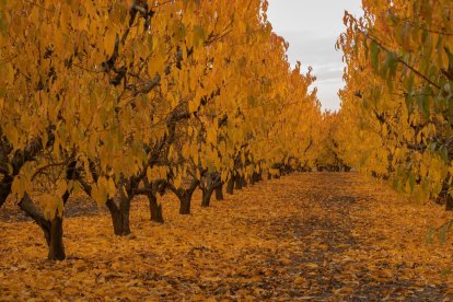 La boira, les fulles que cauen, els seus fruits... la tardor és una estació molt fotogènica.