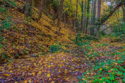 La boira, les fulles que cauen, els seus fruits... la tardor és una estació molt fotogènica.