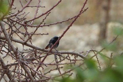 La boira, les fulles que cauen, els seus fruits... la tardor és una estació molt fotogènica.