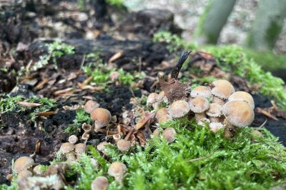 Ceps, rovellons, fredolics...envia'ns fotos de la teua excursió al bosc