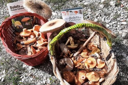 Ceps, rovellons, fredolics...envia'ns fotos de la teua excursió al bosc