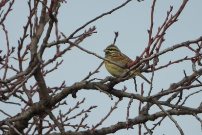 La boira, les fulles que cauen, els seus fruits... la tardor és una estació molt fotogènica.