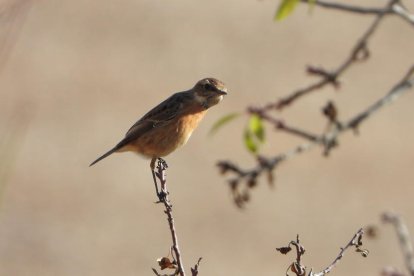 La boira, les fulles que cauen, els seus fruits... la tardor és una estació molt fotogènica.