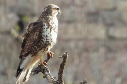 La boira, les fulles que cauen, els seus fruits... la tardor és una estació molt fotogènica.