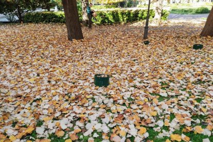 La boira, les fulles que cauen, els seus fruits... la tardor és una estació molt fotogènica.