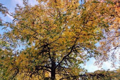 La boira, les fulles que cauen, els seus fruits... la tardor és una estació molt fotogènica.