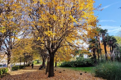 La boira, les fulles que cauen, els seus fruits... la tardor és una estació molt fotogènica.