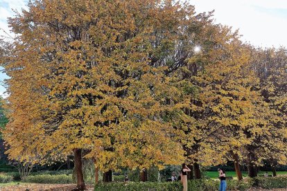 La boira, les fulles que cauen, els seus fruits... la tardor és una estació molt fotogènica.