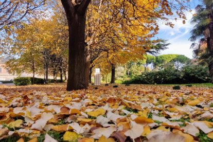 La boira, les fulles que cauen, els seus fruits... la tardor és una estació molt fotogènica.