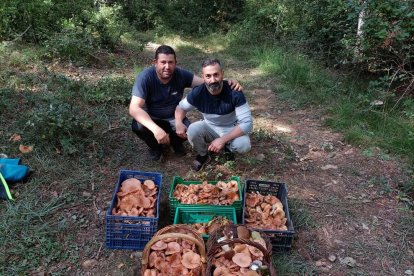 Ceps, rovellons, fredolics...envia'ns fotos de la teua excursió al bosc