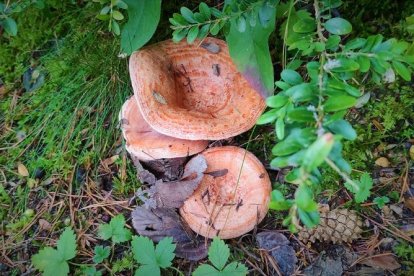 Ceps, rovellons, fredolics...envia'ns fotos de la teua excursió al bosc