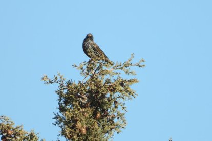 La boira, les fulles que cauen, els seus fruits... la tardor és una estació molt fotogènica.