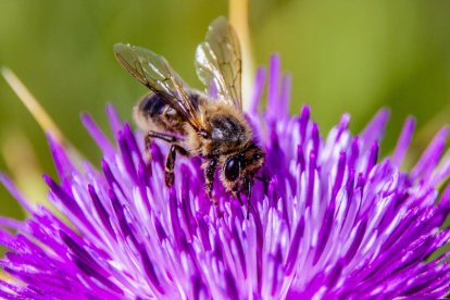 Arbres florits, camps verds i bon temps...ja és aquí la primavera!