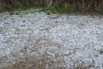 La boira, les fulles que cauen, els seus fruits... la tardor és una estació molt fotogènica.