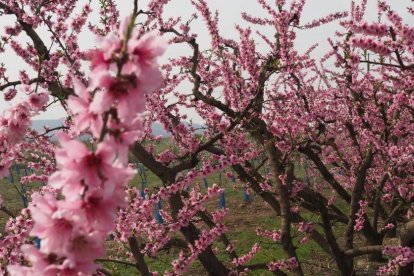 Arbres florits, camps verds i bon temps...ja és aquí la primavera!
