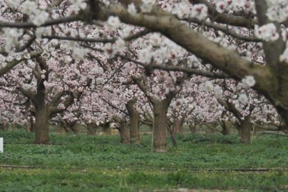 Arbres florits, camps verds i bon temps...ja és aquí la primavera!